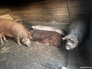 porci de vânzare 