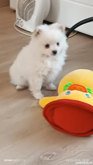 Cățeluș Spitz Pomeranian  - imagine 2