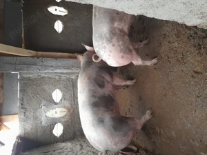 Porc de vanzare Pietran - imagine 3