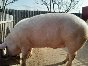 Porc 240-250kg.          - imagine 2