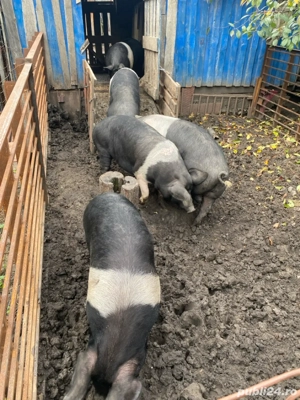 Porci de Vanzare - imagine 5