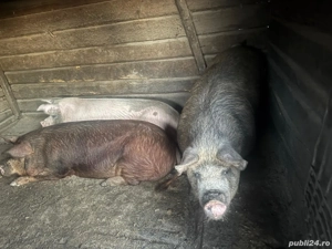 porci de vânzare  - imagine 2