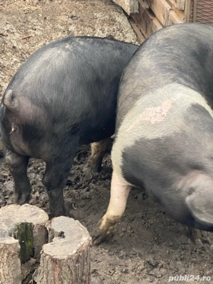 Porci de Vanzare - imagine 4