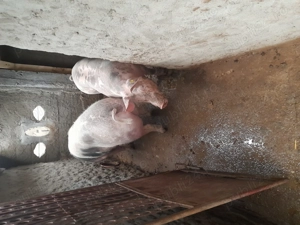 Porc de vanzare Pietran