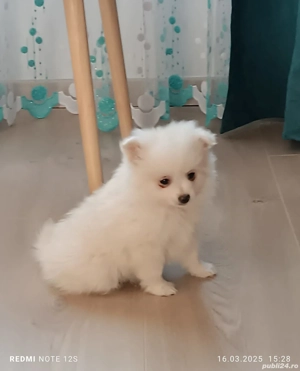 Cățeluși jucăuși Spitz - imagine 3