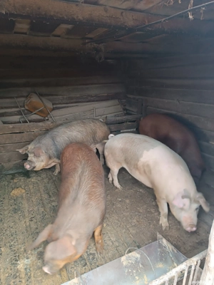 porci de vânzare  - imagine 4