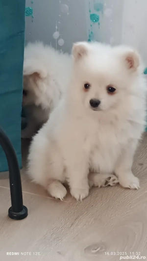 Cățeluși jucăuși Spitz