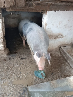 porci de vânzare  - imagine 3