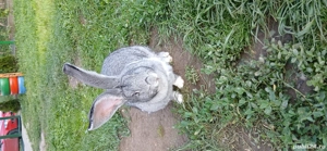 De vanzare - imagine 5