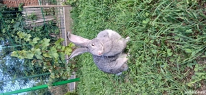 De vanzare - imagine 4