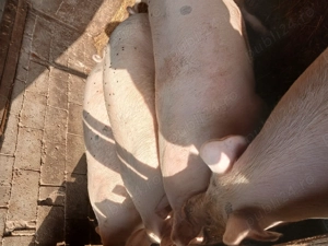 Vand porci. - imagine 2