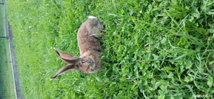 De vanzare - imagine 3