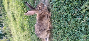 De vanzare - imagine 2