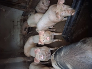 Porci de vanzare 