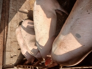 Vand porci. - imagine 3