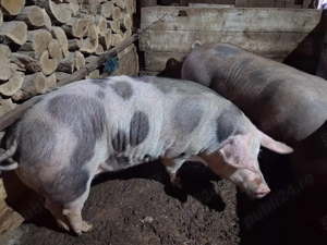 Porci de vanzare - imagine 3