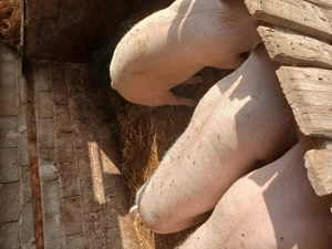 Vand porci. - imagine 4