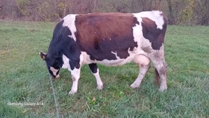 Vând vaca  - imagine 2