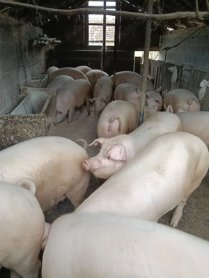 V nd porc pentru sacrificat!!!