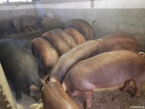 Porci duroc - imagine 3