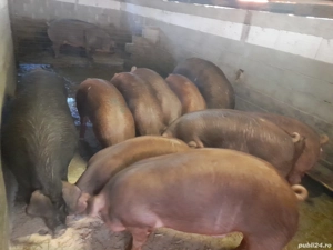 Porci duroc - imagine 2
