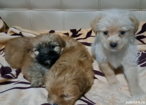 vand bichoni havanezi 