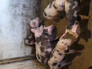 purcei de vânzare  - imagine 3