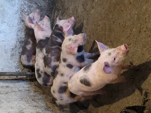 purcei de vânzare  - imagine 2