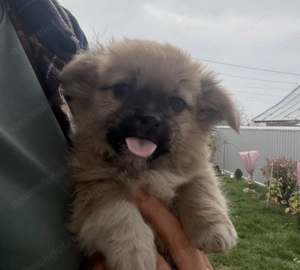 Pechinez fetiță -10 săptămâni ,superbă jucăușă  și deparazitată 