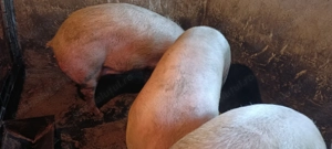 Porci de carne - imagine 4