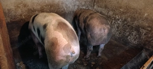 Porci de carne - imagine 3