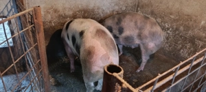 Porci de carne - imagine 2