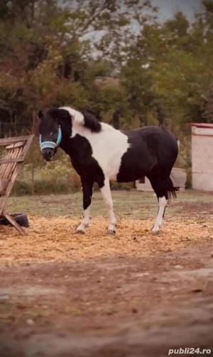 ponei combinatie fjord cu welsh pony