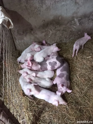 Purcei     - imagine 2