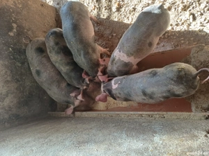 Vand purcei rasa Petren de 8 săptămâni - imagine 3