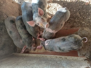 Vand purcei rasa Petren de 8 săptămâni