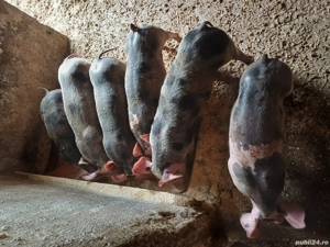 Vand purcei rasa Petren de 8 săptămâni - imagine 2