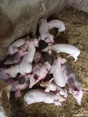 Purcei     - imagine 3