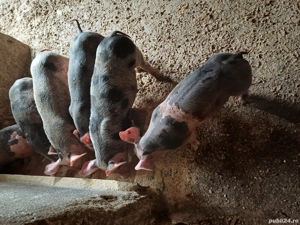 Vand purcei rasa Petren de 8 săptămâni - imagine 4