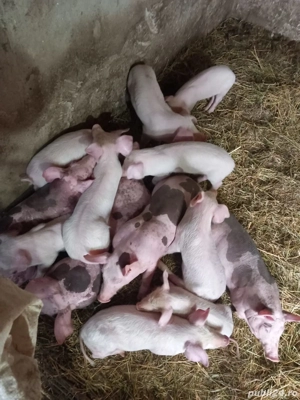 Purcei     - imagine 4