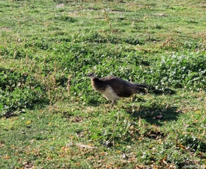 Atenție, iubitori de păuni standard! Vând păuni tineri! - imagine 2