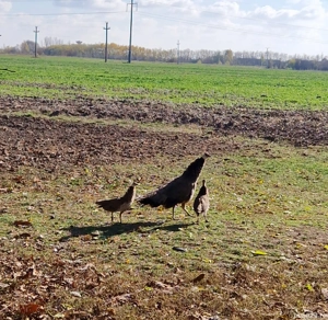 Atenție, iubitori de păuni standard! Vând păuni tineri!