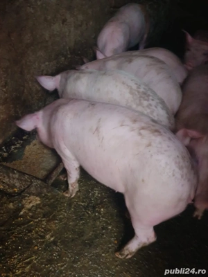 Purcei de vanzare