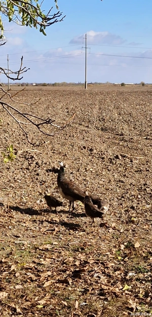 Atenție, iubitori de păuni standard! Vând păuni tineri! - imagine 3