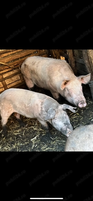 Vand porci de rasa Landrace,Duroc si Pietrain - imagine 5
