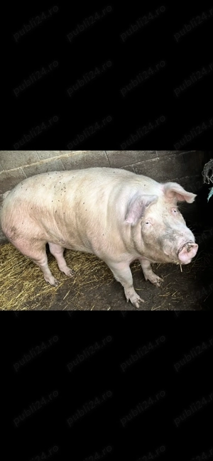 Vand porci de rasa Landrace,Duroc si Pietrain