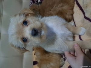 vând bichon havanez 