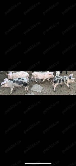 Vand purcei  de carne - imagine 2