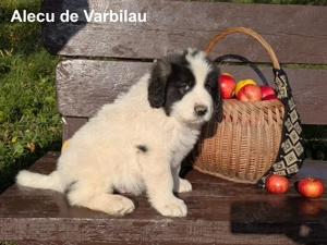 Pui Ciobănesc Românesc de Bucovina - mascul