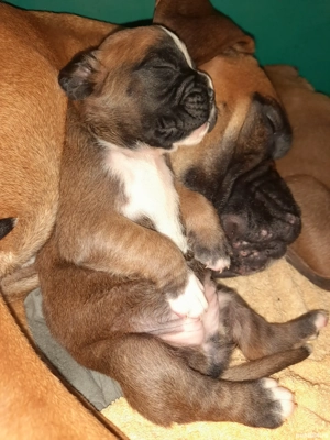 pui boxer german gold